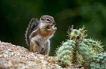 Harris' antelope squirrel {Ammospermophilus harrisii} Tucson, Arizona, USA