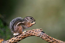 Harris antelope squirrel {Ammospermophilus harrisii} Arizona, USA, North America