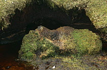 European river otter holt {Lutra lutra} with scat remains, Shetland Islands, Scotland, UK