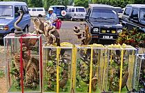 Glass cases  with stuffed animals for sale, Borobudur, Java, Indonesia