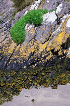 Plant life growing below and above tide line - from bottom: seaweed in inter-tidal zone, then black lichen, yellow lichen and green Samphire. Co Kerry, Republic of Ireland.