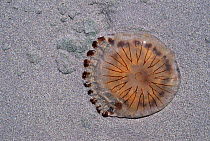 Compass jellyfish stranded on beach {Chrysaora hysoscella} Derrynane bay, Kerry, Republic of Ireland.