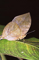 Indian leaf butterfly {Kallima inachis}, Malaysia