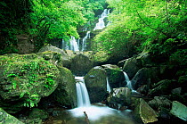 Woodland stream near Torc Waterfall, Killarney NP, County Kerry, Republic of Ireland.