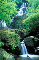 Woodland stream nr Torc Waterfall, Killarney NP, Co Kerry, Republic of Ireland.