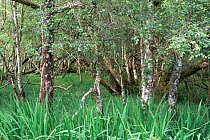 Alder and Birch woodland at lake edge, Muckross peninsula, Killarney NP, Co Kerry, Republic of Ireland.