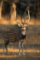 Chital / Spotted deer stag {Axis axis} Ranthambhore NP, India