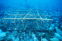 Fish trap, Barbados