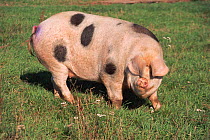 Gloucester Old Spot domestic pig breed {Sus scrofa domestica} UK. Note ears cover eyes.