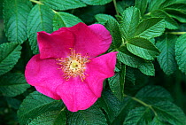 Dog rose flower {Rosa canina} Derbyshire Dales, UK