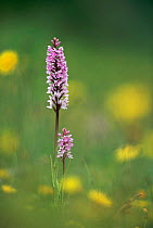 Common spotted orchid {Dactylorhiza fuchsii} Derbyshire Dales, UK