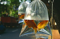 Goldfish for sale in plastic bags, street market, Jakarta, Indonesia