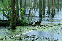 Flooded forest caused by artificial rise in water level, Mueritz NP, Mecklenburg, Germany