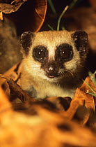 Greater dwarf lemur {Cheirogaleus major} Analamazaotra Reserve, Madagascar
