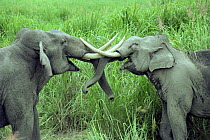 Male Indian elephants sparring (Elewphas maximus} Kaziranga National Park, Assam, India
