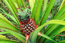 Pineapple plant with fruit {Ananas comosus}  Philippines