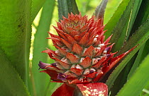 Pineapple flower (Ananas comosus) Loboc, Bohel Island, Philippines