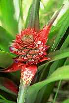 Pineapple plant flower {Ananas comosus} Philippines
