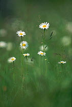 Marguerite / Ox-eye daisy {Leucanthemum vulgare} Derbyshire Dales , UK