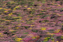Bell heather and Dwarf gorse flowering on maritime heath,  South Stack RSPB, Anglesey, Wales, UK  {Erica cinerea} {Ulex minor}