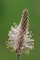 Hoary plantain {Plantago media} flower, Derbyshire, UK
