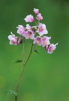 Jacobs ladder flower - pink form {Polemonium caeruleum}. Peak District, Derbyshire, UK