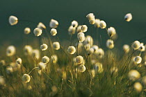 Hare's tail cotton grass flowers {Eriophoroum vaginatum} Derbyshire, UK