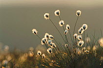 Hare's tail cotton grass flowers {Eriophoroum vaginatum} Derbyshire, UK