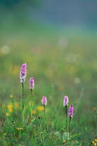 Common spotted orchid {Dactylorhiza fuchsii} Derbyshire Dales, UK
