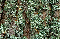 Lichen {Placynthium sp} on Scots pine bark Scotland, UK Rothiemuchus forest