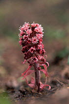 Buttebur flower {Petasites hybridus} Cheshire, UK.