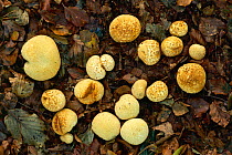 Earthball fungi {Scleroderma verrucosum} Cheshire, UK