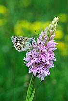 Common blue butterfly {Polyommatus icarus} on Common spotted orchid {Dactylorhiza fuchsii} UK  peakdale peak district NP
