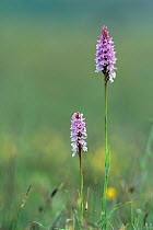 Common spotted orchids in flower {Dactylorhiza fuchsii} Peak Dale, Derbyshire, UK