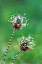 Water avens seedheads {Geum rivale}  Derbyshire, UK