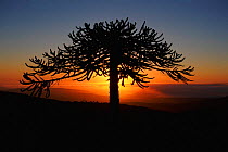 Monkey puzzle tree at sunset {Araucaria araucana} Nahuelbuta NP, Chile, South America