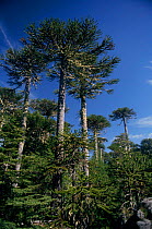 Monkey puzzle trees {Araucaria araucana} Nahuelbuta NP, S Chile