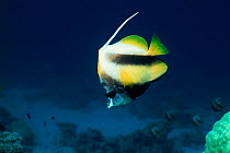 Red sea bannerfish {Heniochus intermedius} Red Sea