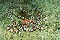 Mimic octopus {Octopus sp} Papua New Guinea