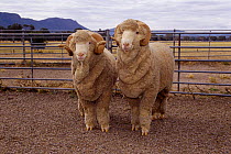 Merino sheep ram {Ovis aries} Australia. Produces finest wool available for clothing market.