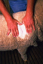 Merino sheep {Ovis aries} Australia. Produces finest wool available for clothing market.