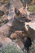 Argentine grey fox mother suckling cubs {Pseudalopex griseus} Torres del Paine NP, Chile