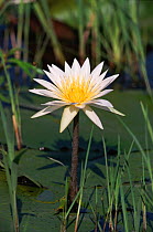 Water lily flower, Moremi NP, Botswana