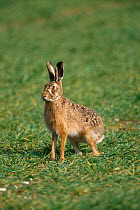 European / Brown hare alert {Lepus europaeus} Breckland, Norfolk, UK
