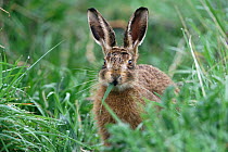 European / Brown hare {Lepus europaeus} eating grass, Breckland, Norfolk, UK