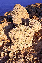 Fossilised coral on island, Red Sea, Southern Sudan