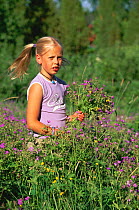 Child picking Cranesbill flowers for midsummer holiday, Sweden