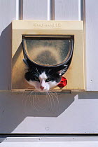 Domestic cat leaving house through cat flap. Sweden