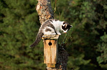 Kitten sitting on nestbox of Great tit, Sweden