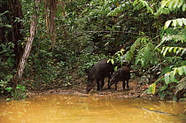 Mother and young Brazilian tapir {Tapirus terrestris}captive, Amazon, Southern Ecuador